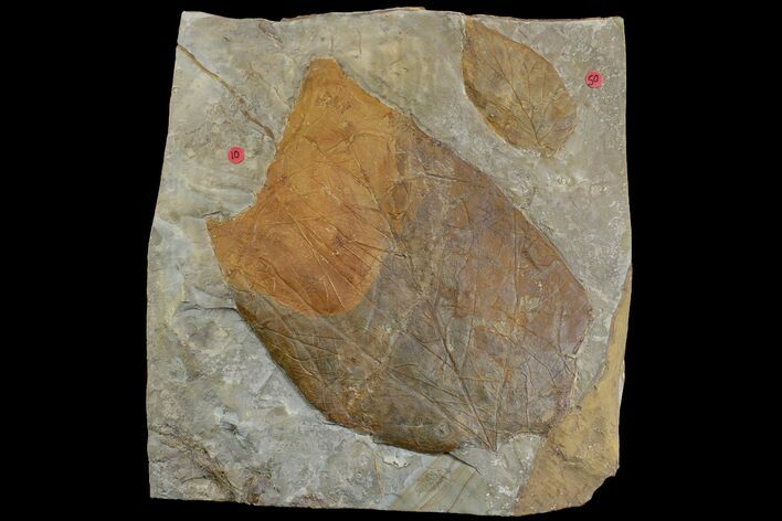 Two Fossil Leaves (Platanus) - Montana #165014